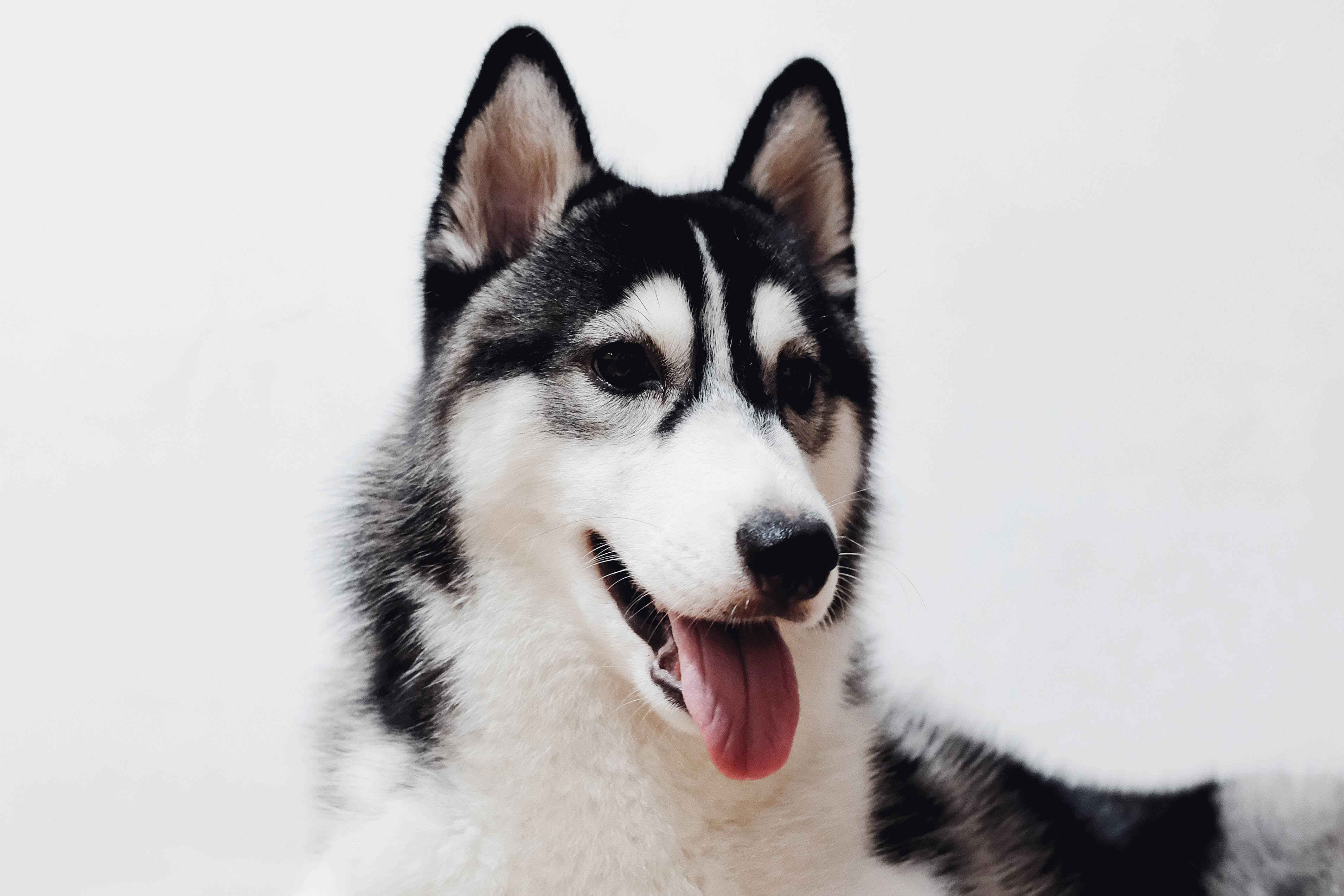 Alaskan Malamutes and Allergies: A Guide for Allergic Dog Lovers